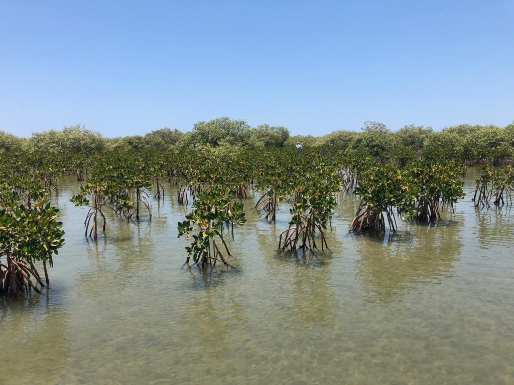 نقيب الزراعيين التوسع فى زراعة أشجار القندل لحماية شواطئ البحر
