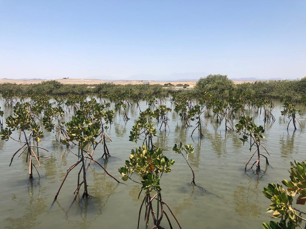 زراعة أشجار القندل لحماية شواطئ البحر الاحمر وخليج العقبة (1)