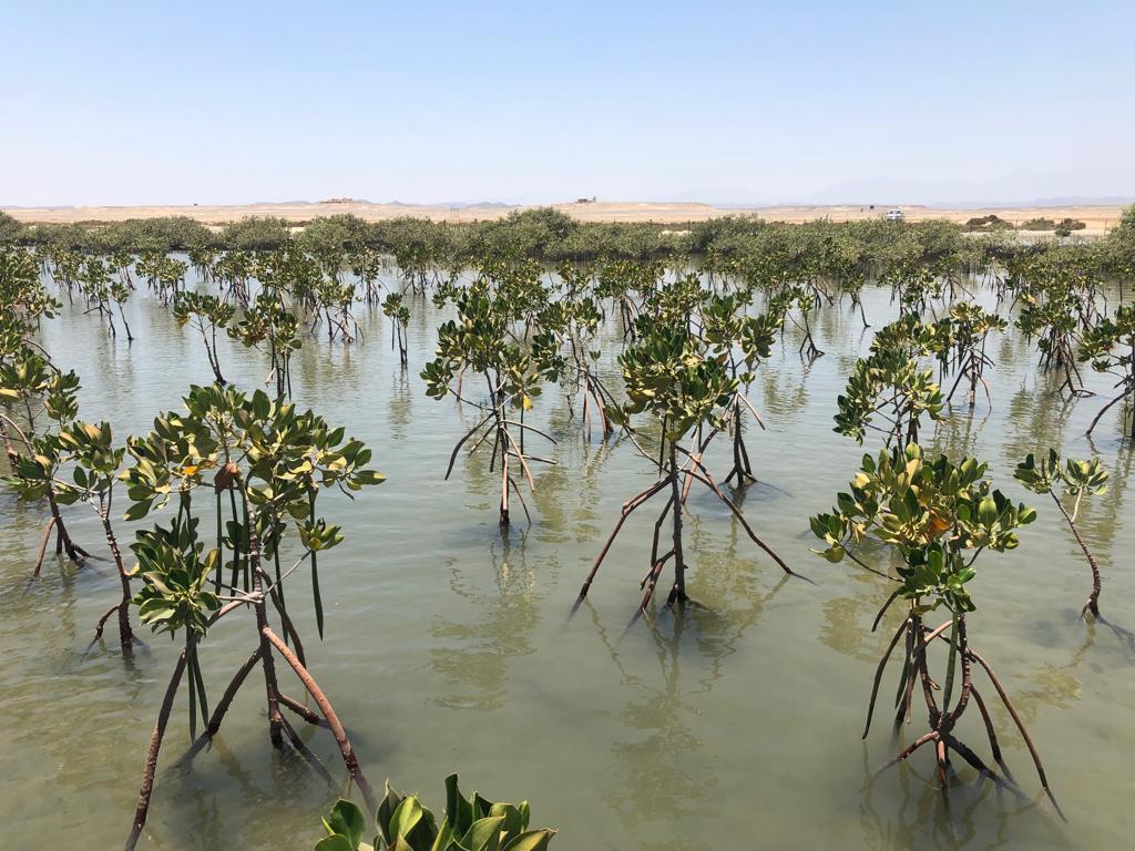 زراعة أشجار القندل لحماية شواطئ البحر الاحمر وخليج العقبة (3)