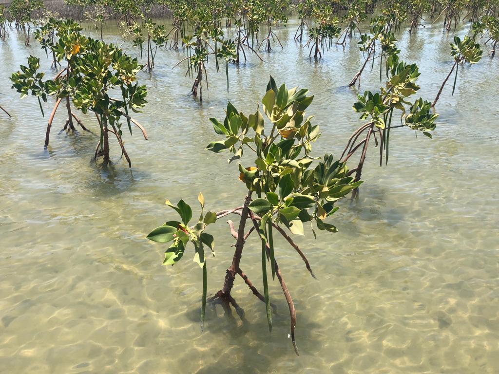 زراعة أشجار القندل لحماية شواطئ البحر الاحمر وخليج العقبة (8)