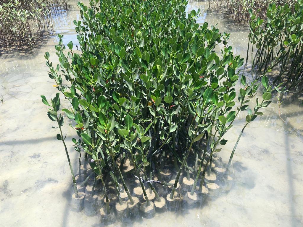 زراعة أشجار القندل لحماية شواطئ البحر الاحمر وخليج العقبة (7)