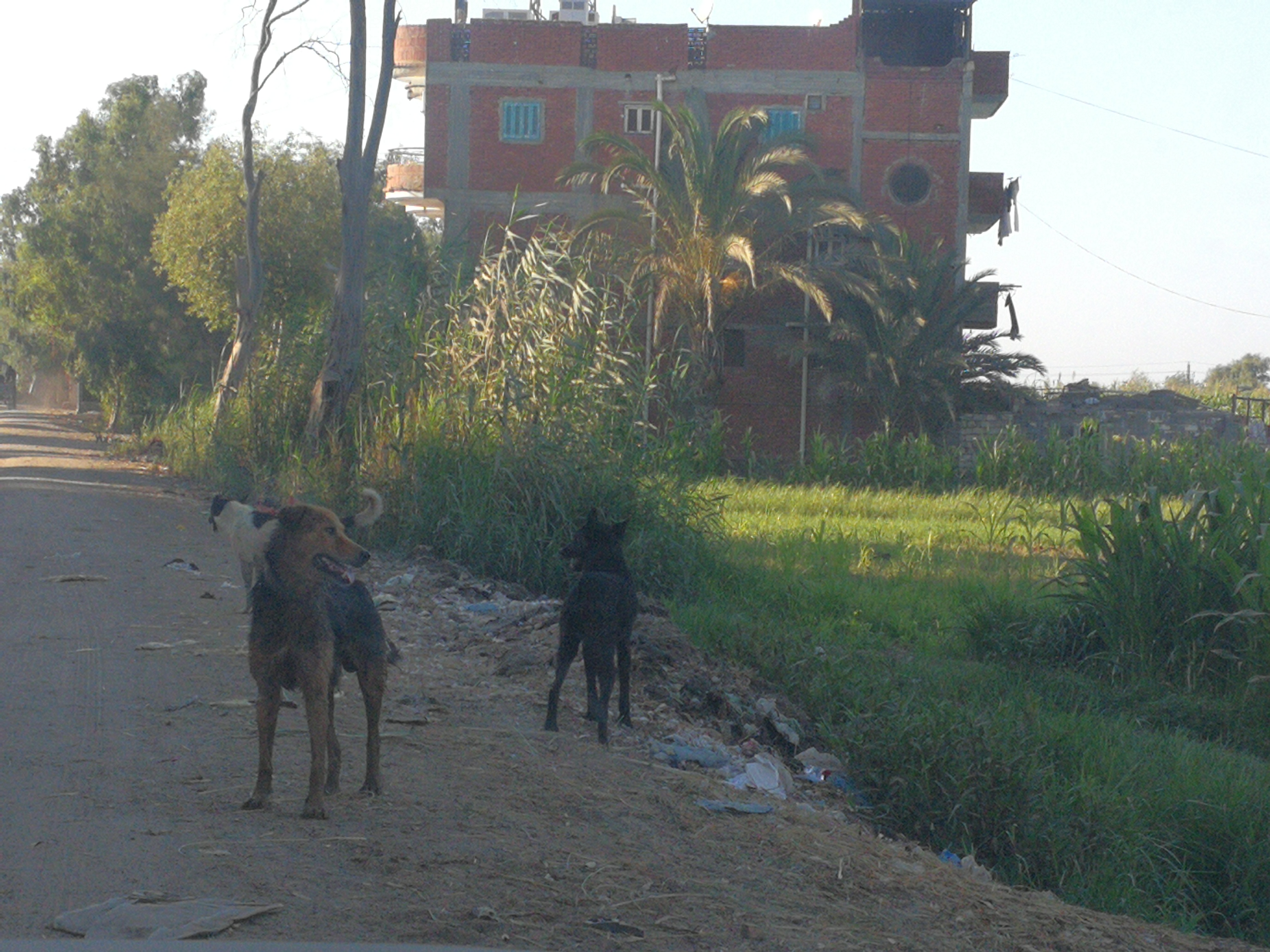 الكلاب الضالة تجوب شوارع الغربية (1)