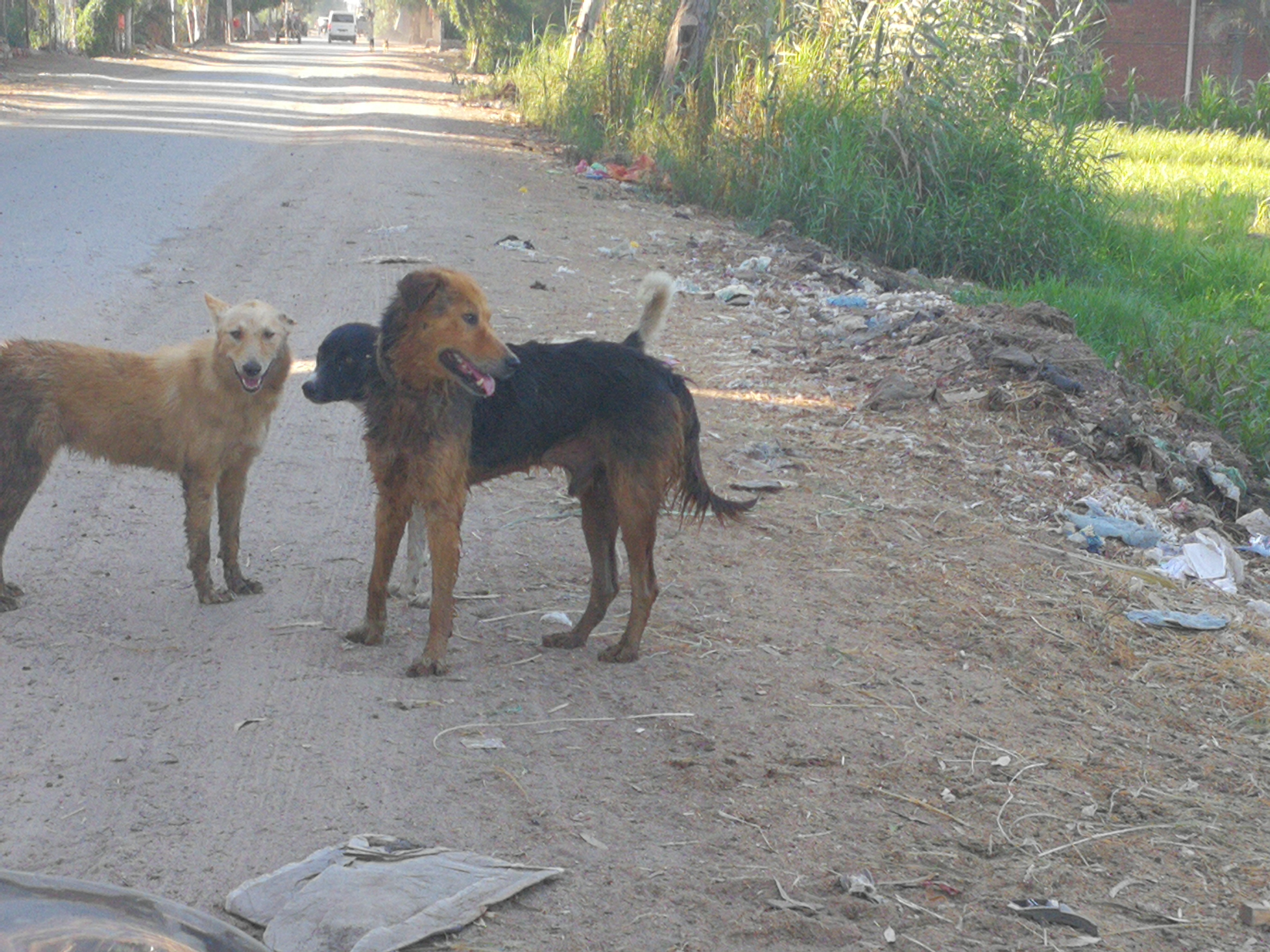 الكلاب الضالة تجوب شوارع الغربية (2)