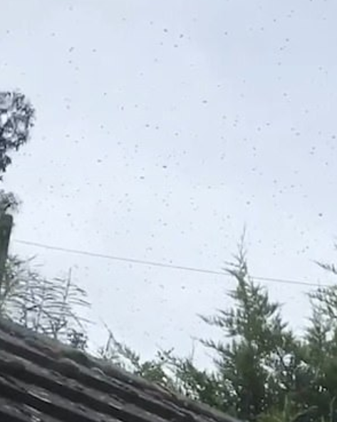 أسراب النحل