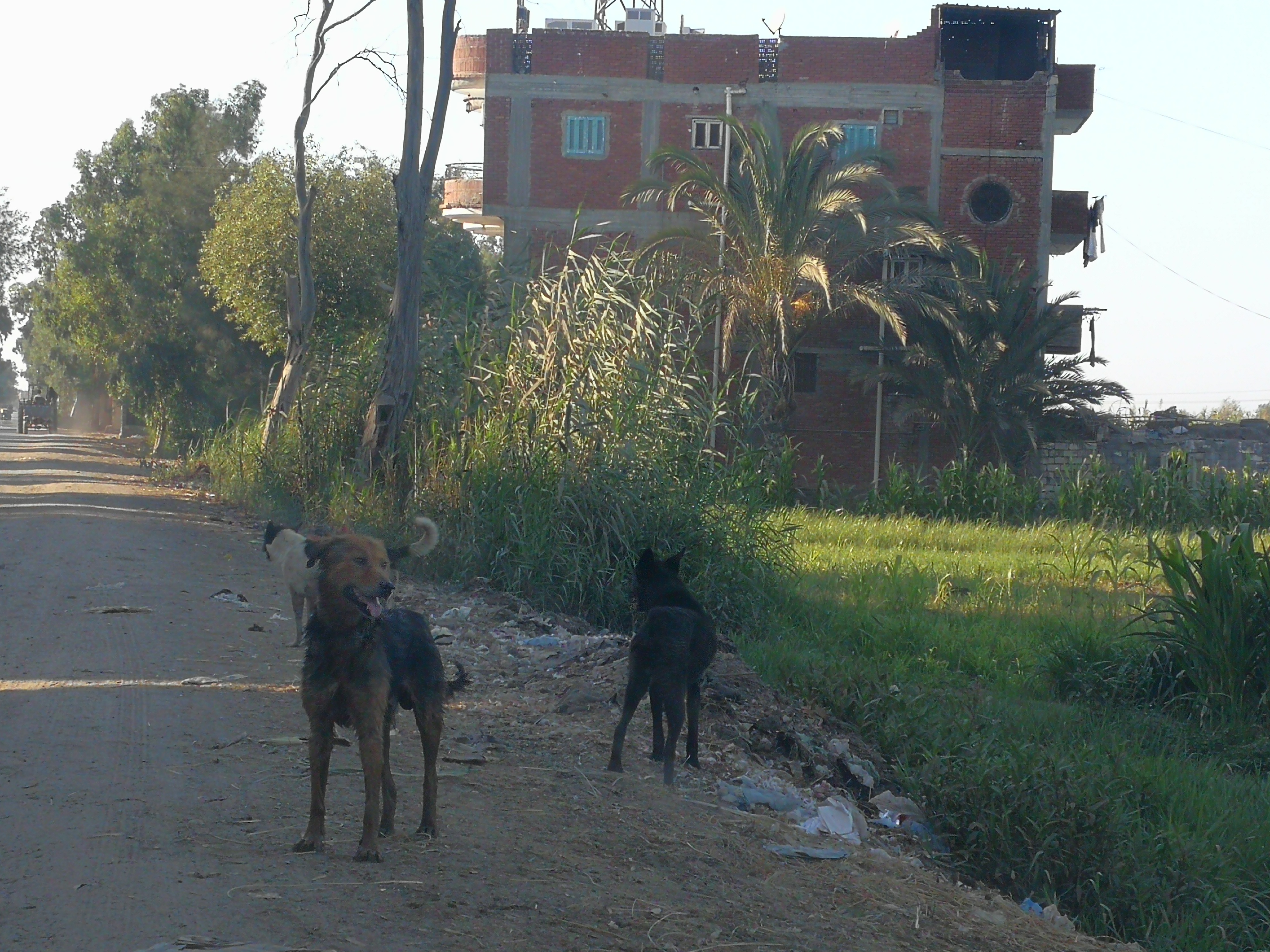 الكلاب الضالة تجوب شوارع الغربية (5)