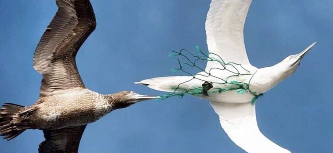 معاناة الكائنات البحرية والطيور مع مخلفات ونفايات البشر  (3)