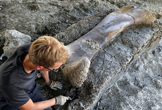 ديناصور-فرنسا-(3)