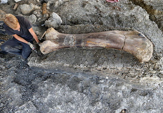 عظمة الديناصور العملاق