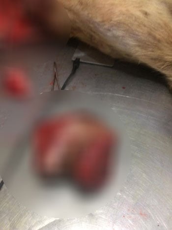 105801-طبيب-بيطري-يزيل-ورم-في-الغدد-الثديية-بدسوق-بكفر-الشيخ--(9)