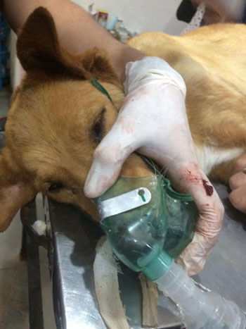 112128-طبيب-بيطري-يزيل-ورم-في-الغدد-الثديية-بدسوق-بكفر-الشيخ--(8)