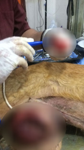 91105-طبيب-بيطري-يزيل-ورم-في-الغدد-الثديية-بدسوق-بكفر-الشيخ--(3)