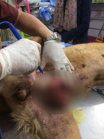 138253-طبيب-بيطري-يزيل-ورم-في-الغدد-الثديية-بدسوق-بكفر-الشيخ--(2)