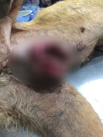 165875-طبيب-بيطري-يزيل-ورم-في-الغدد-الثديية-بدسوق-بكفر-الشيخ--(4)