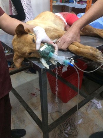 114917-طبيب-بيطري-يزيل-ورم-في-الغدد-الثديية-بدسوق-بكفر-الشيخ--(5)