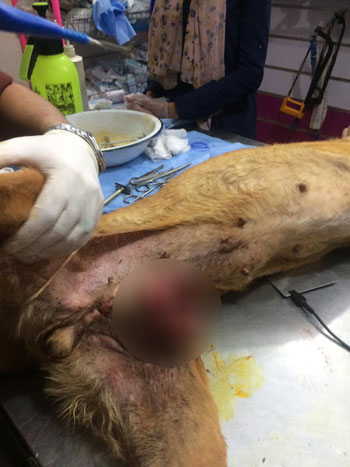 130648-طبيب-بيطري-يزيل-ورم-في-الغدد-الثديية-بدسوق-بكفر-الشيخ--(6)