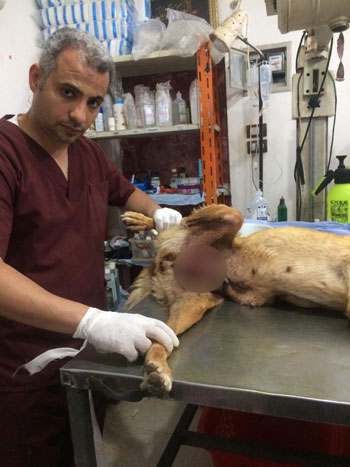 132029-طبيب-بيطري-يزيل-ورم-في-الغدد-الثديية-بدسوق-بكفر-الشيخ--(1)