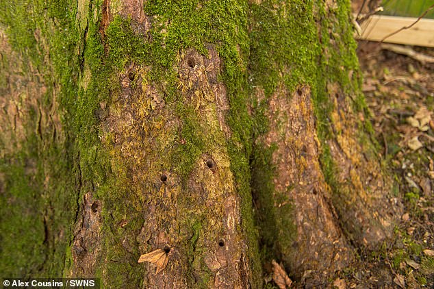 امرأة تتهم جارها بحقن شجرة عمرها 200 سنة بالسم (3)