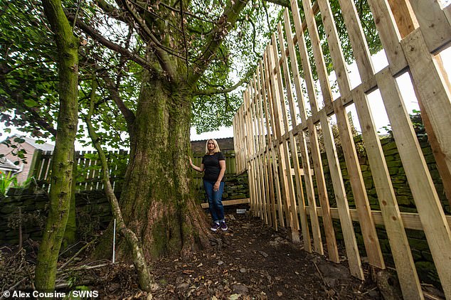 امرأة تتهم جارها بحقن شجرة عمرها 200 سنة بالسم (5)
