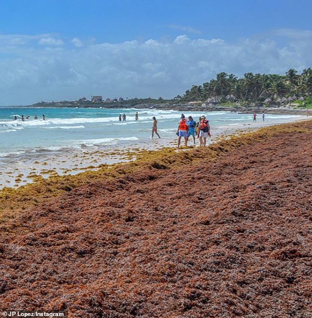 الطحالب والأعشاب البحرية ذات رائحة كريهة تغزو شواطىء المكسيك وتهدد السياحة.. صور (2)