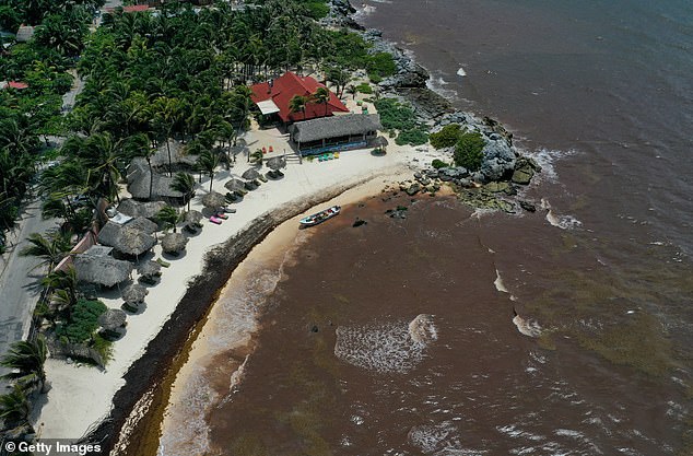 الطحالب والأعشاب البحرية ذات رائحة كريهة تغزو شواطىء المكسيك وتهدد السياحة.. صور (1)