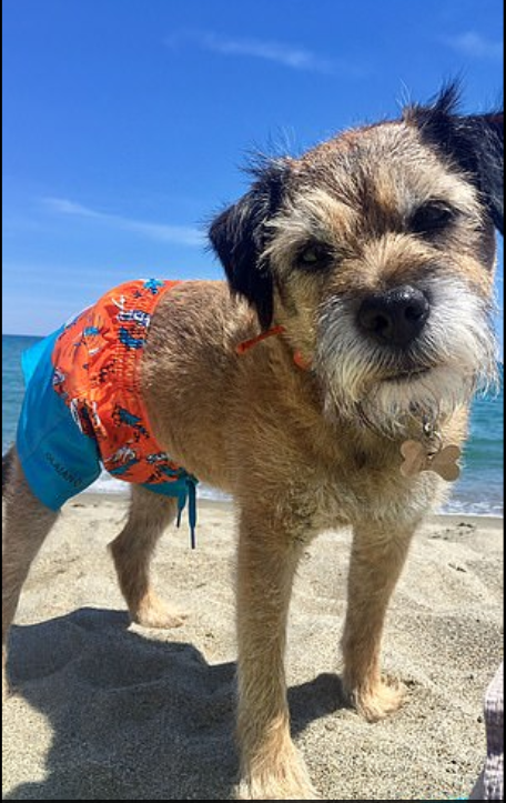 الكلب على شواطئ أوروبا
