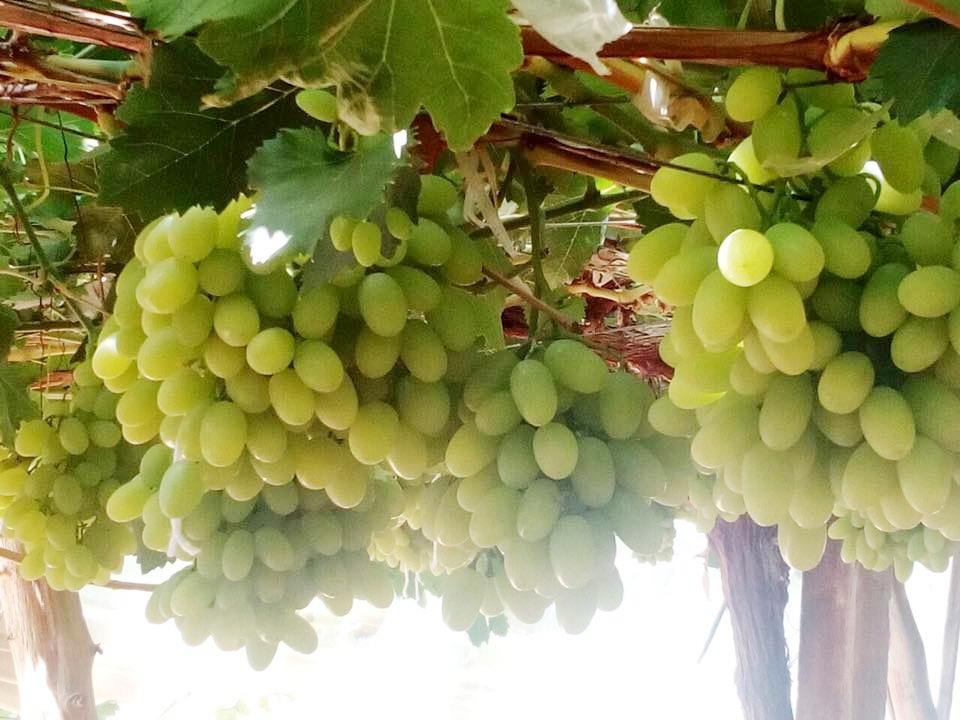 محصول العنب بالأقصر يبدأ في الظهور بالأسواق مع دخول الصيف (8)