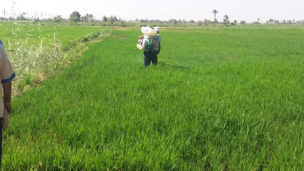 حملات لإزالة زراعات الارز المخالفة بمحافظة الفيوم  (3)