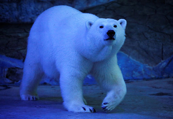 الدب القطبى (2)