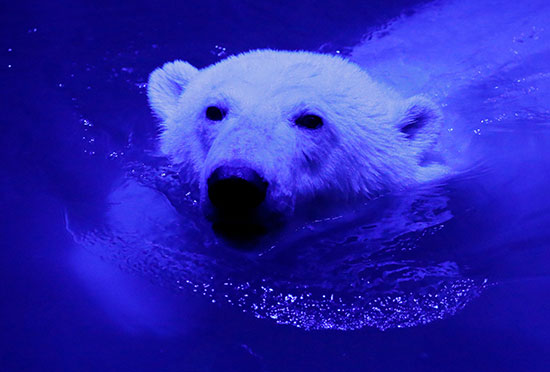 الدب القطبى فى المياه