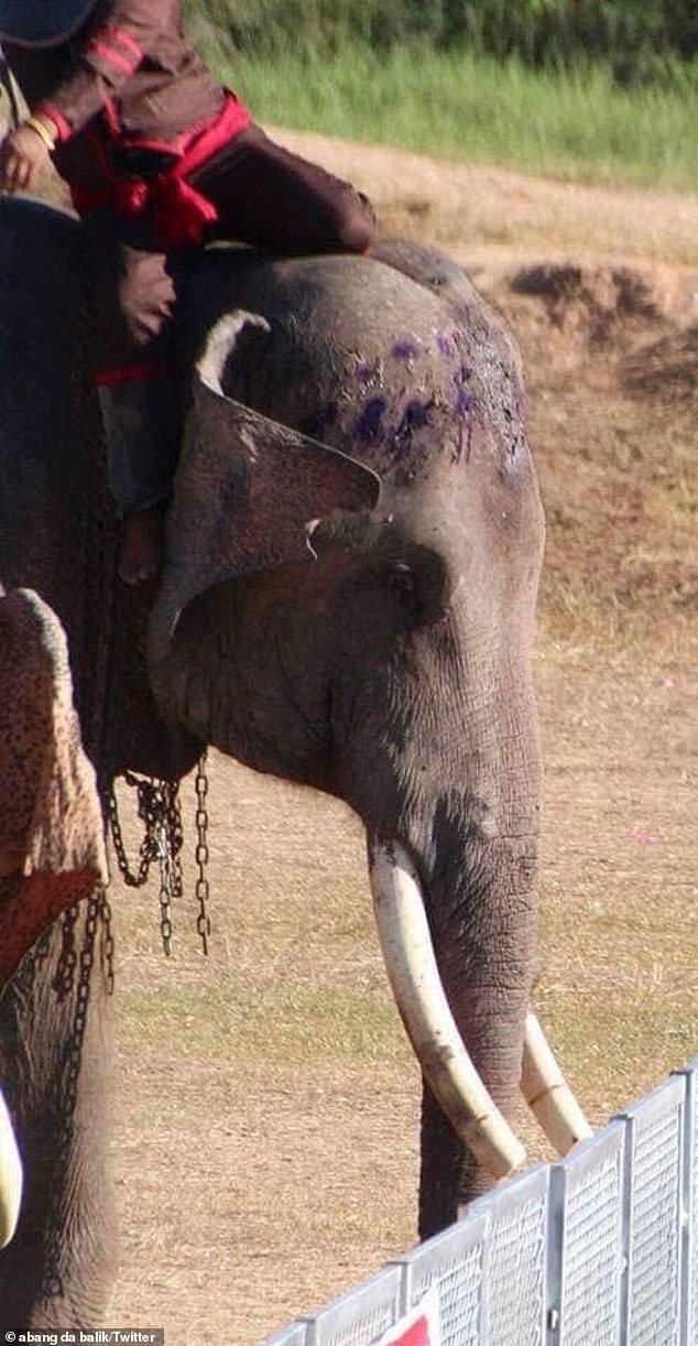 سياح أستراليون ينادون بعدم ركوب الأفيال فى تايلاند (5)
