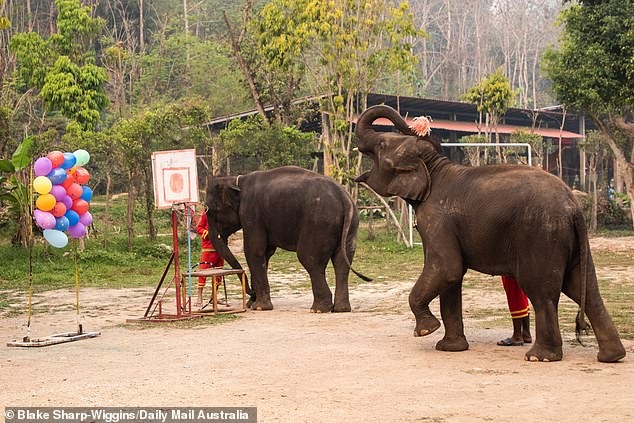سياح أستراليون ينادون بعدم ركوب الأفيال فى تايلاند (7)