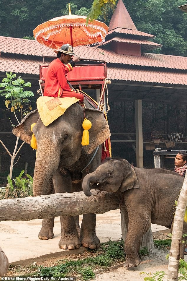 سياح أستراليون ينادون بعدم ركوب الأفيال فى تايلاند (1)