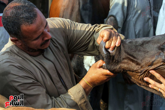 أحد المترددين على سوق المواشى يفحص أسنان وفم الماشية