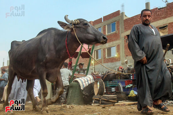 أحد التجار يظهر بجوار الماشية خلال عرضها للبيع