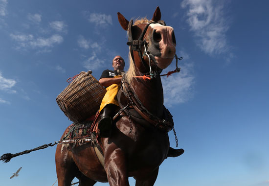 مهرجان صيد الجمبرى بالخيول فى بلجيكا (10)