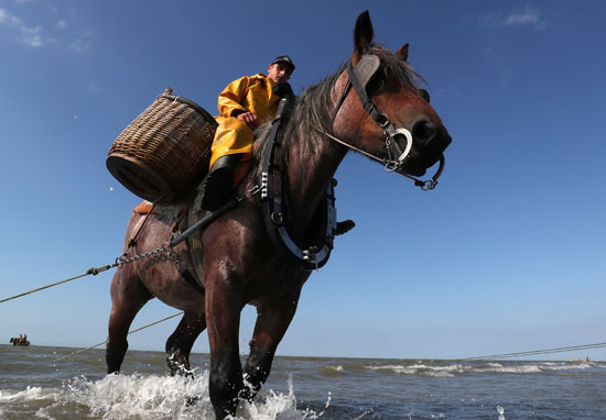 مهرجان صيد الجمبرى بالخيول فى بلجيكا (8)