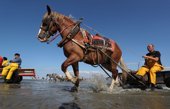 مهرجان صيد الجمبرى بالخيول فى بلجيكا (3)
