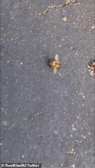النحل يموت بعد زلزال كاليفورنيا فى ظاهرة غريبة  (1)