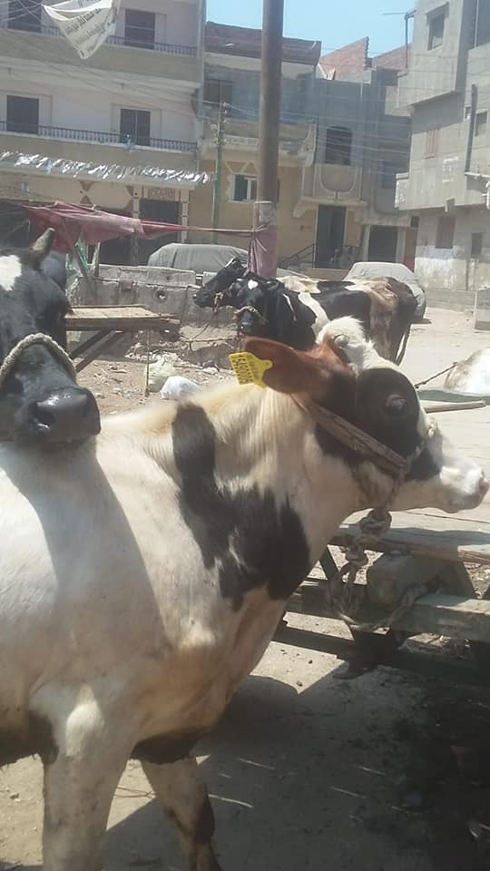 تحصين الماشية وحملة مشتركة بين كلية طب بيطري ومديرية الطب البيطري بكفر الشيخ  (1)