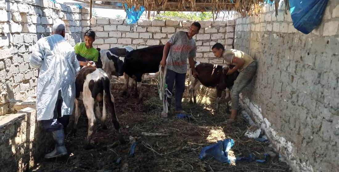 تحصين الماشية ضد مرض الحمى القلاعية غرب الإسكندرية (3)