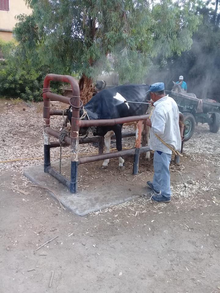 تحصين الماشية بكفر الشيخ (4)