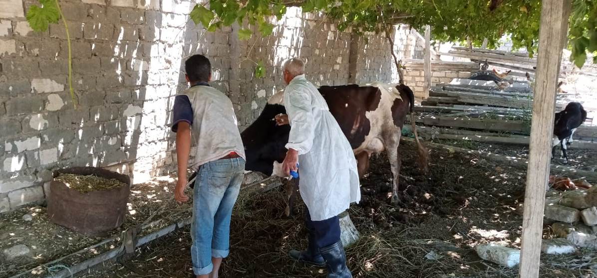 تحصين الماشية ضد مرض الحمى القلاعية غرب الإسكندرية (2)