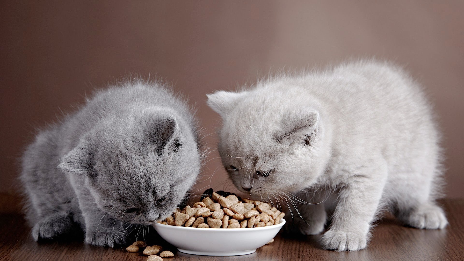 تغذية القطط