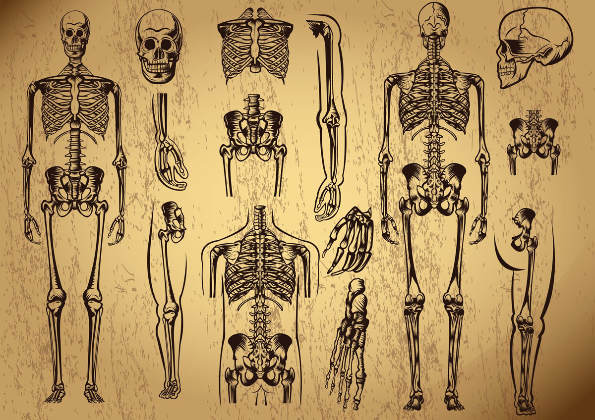 كم عدد العظام في جسم الانسان