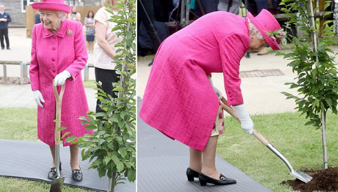 الملكة اليزابيث تزرع شجرة