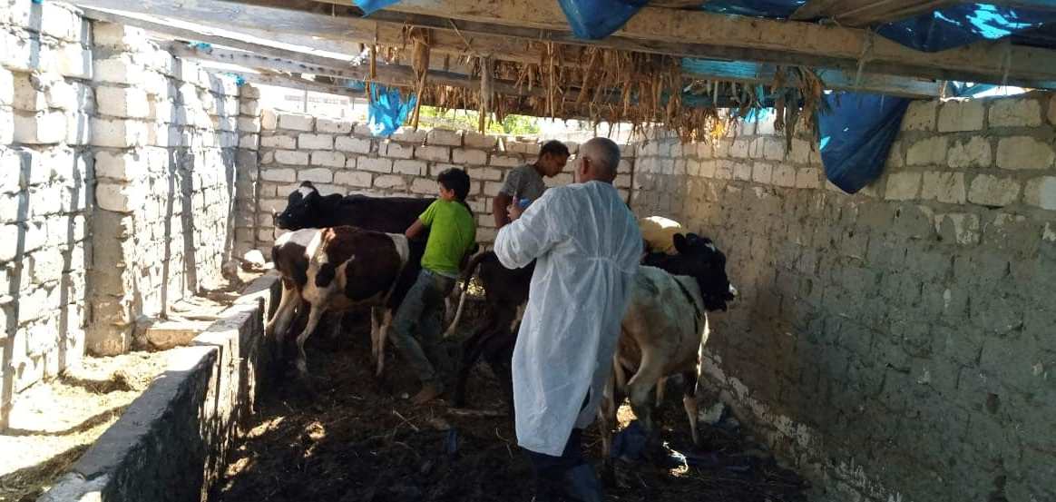 تحصين الماشية ضد مرض الحمى القلاعية غرب الإسكندرية (4)