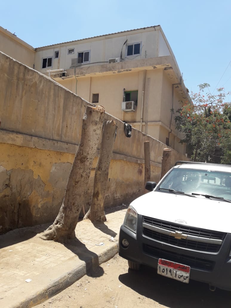 قطع الأشجار أمام مستشفى العامرية العام (2)