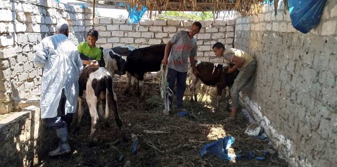 تحصين الماشية ضد مرض الحمى القلاعية غرب الإسكندرية (1)