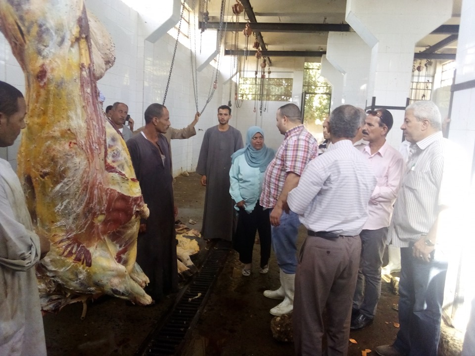 صورة الذبيحة المصابة صورة الذبيحة المصابة