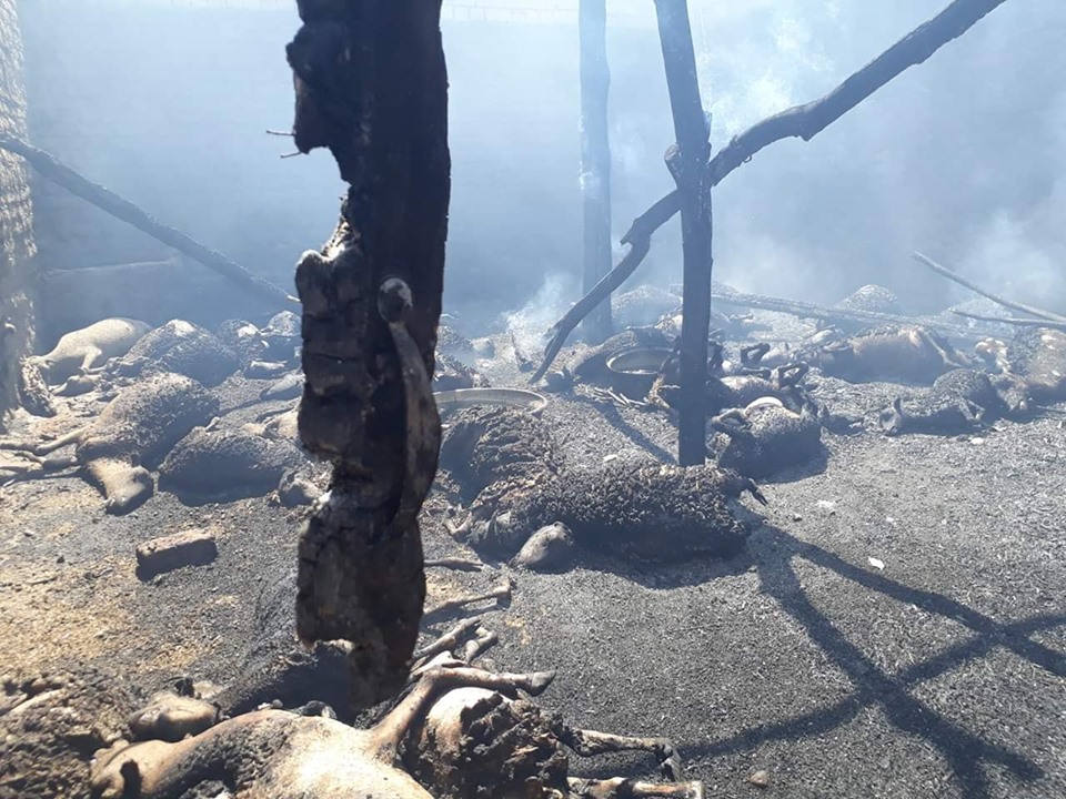 نفوق عشرات رؤوس الماشية وتفحم محتويات 10 منازل في حريق بنجع الفتاتيح شرقي الأقصر (1)